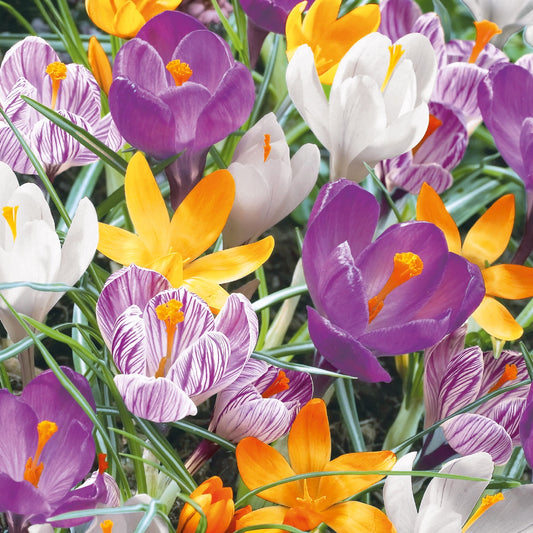 Design Napkins Crocuses Mix 'Nouveau'