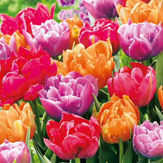 Design Napkins Tulip Blossoms 'Nouveau'