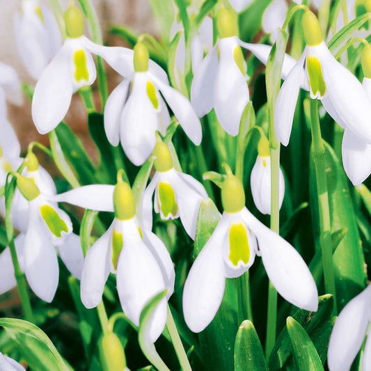 Design Napkins Perce-Neige 'Nouveau'