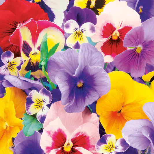 Design Napkins Violas 'Nouveau'